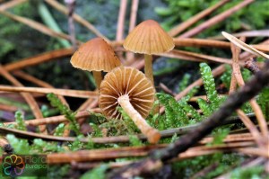 galerina clavata (4)